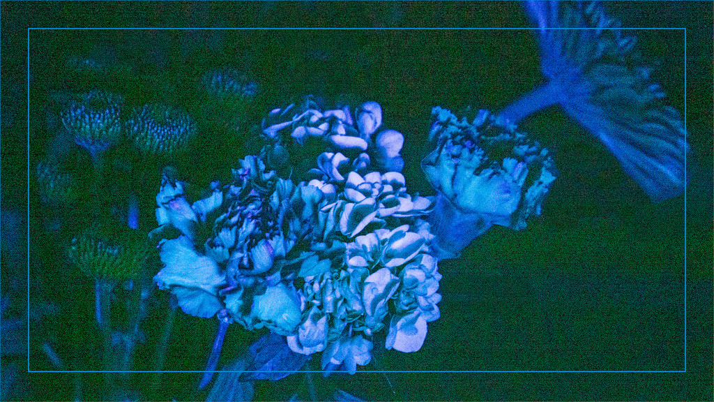UV photography - flowers by randystreat