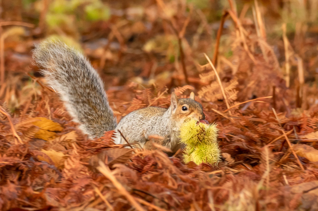 squirrel with sweet chestnut by shepherdmanswife