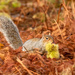 squirrel with sweet chestnut by shepherdmanswife
