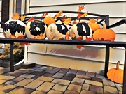 30th Oct 2019 - Pumpkin Bench