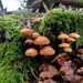 Fungus town by julienne1