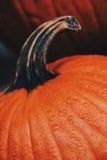 30th Oct 2019 - Day 303:  Rain On The Pumpkin