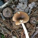 Woodies Mushroom  by clay88