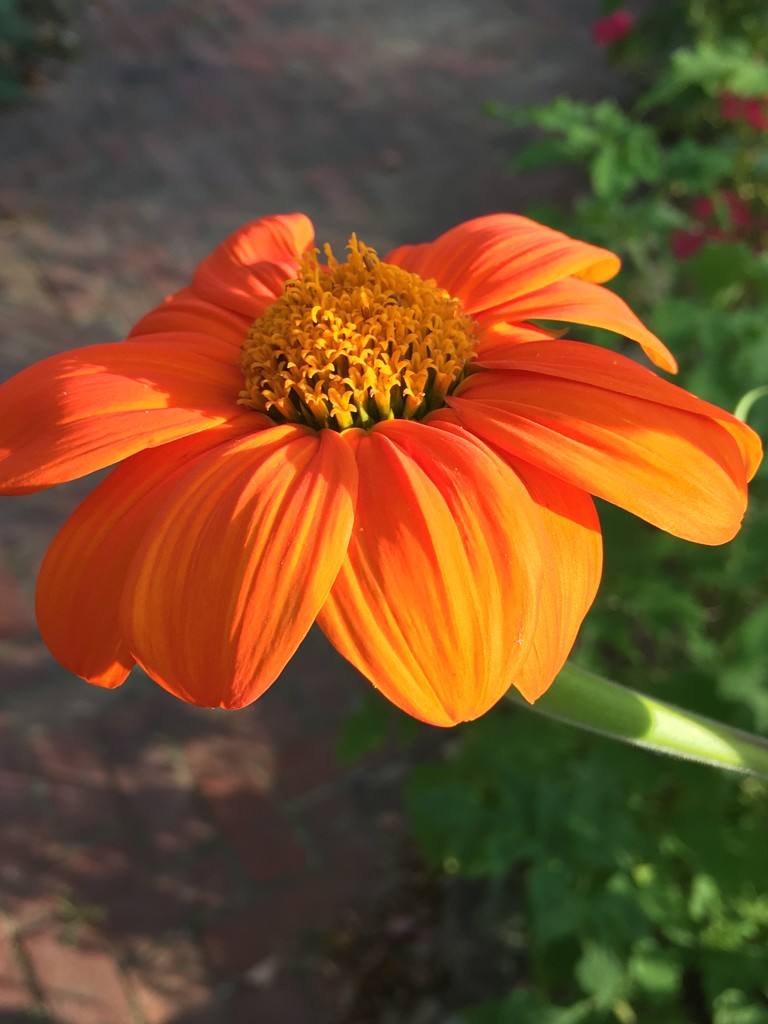 Orange Flower by clay88