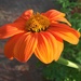 Orange Flower by clay88