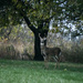 Buck Under Tree by kareenking