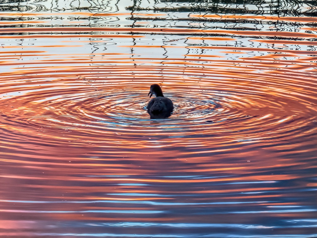 Sunset reflection on water by ludwigsdiana