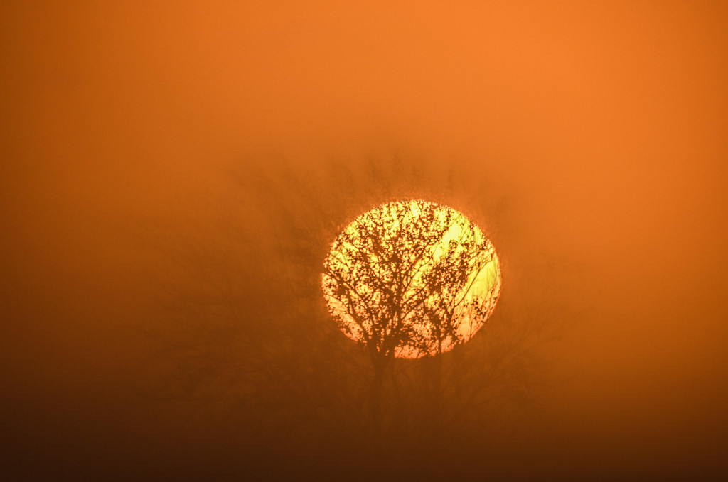 Fog Over Tree at Sunrise by kareenking