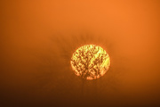 21st Oct 2019 - Fog Over Tree at Sunrise