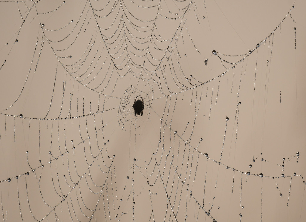 Spider Web with Droplets by kareenking