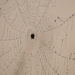 Spider Web with Droplets by kareenking