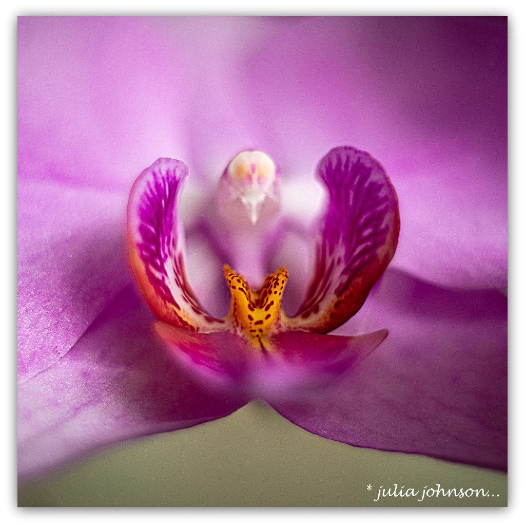 Moth Orchid... up close.. by julzmaioro