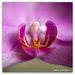 Moth Orchid... up close.. by julzmaioro