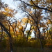 Fall In The Bosque. by bigdad