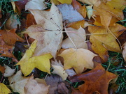 31st Oct 2019 - Nature's Autumnal carpet