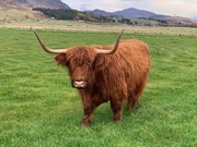 31st Oct 2019 - Highland Cow