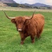 Highland Cow by 365projectmaxine