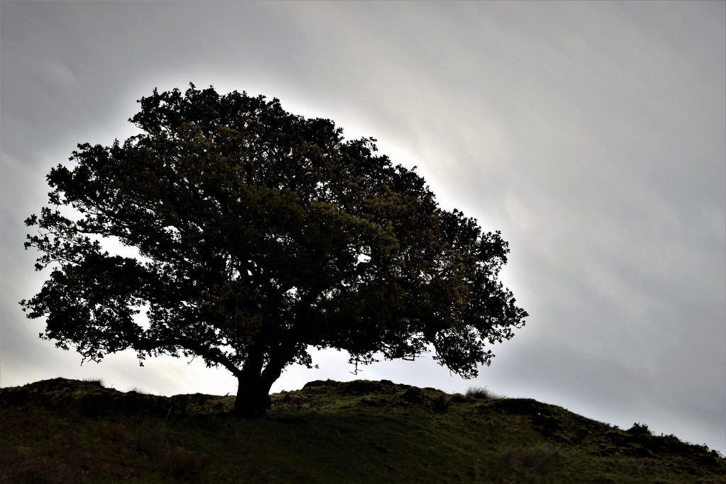 oak tree by christophercox