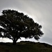 oak tree by christophercox
