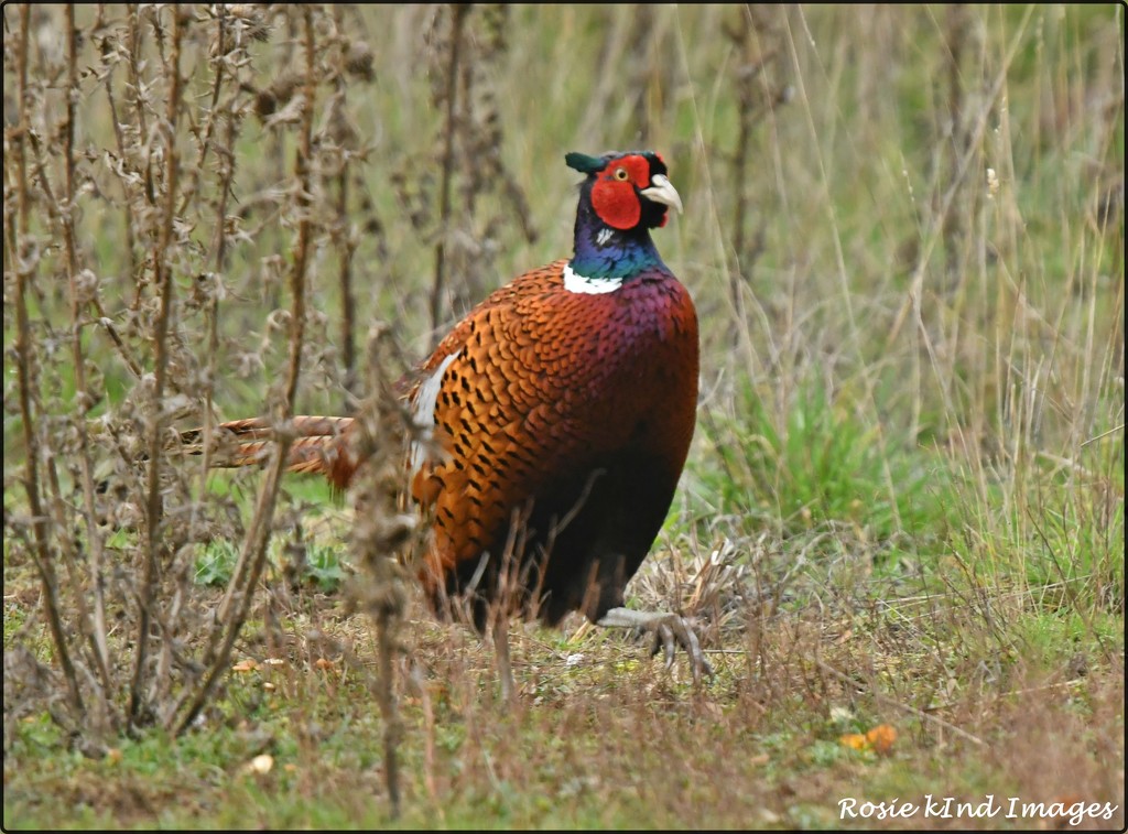 RK3_4490 Cock pheasant  by rosiekind