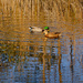 Mallards  by tosee