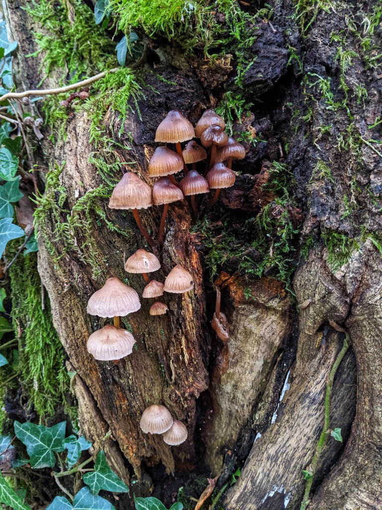 Mushroom Kingdom by mattjcuk