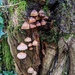 Mushroom Kingdom by mattjcuk