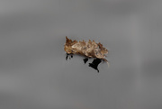 31st Oct 2019 - floating leaf