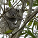 Smoky by koalagardens