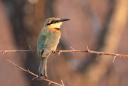 18th Oct 2019 - Little bee-eater