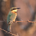 Little bee-eater by leonbuys83