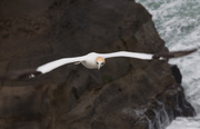 4th Aug 2019 - Iincoming Gannet 