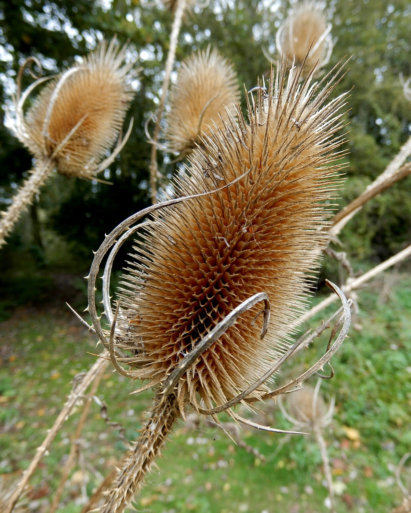 Teasel blown by the wind by busylady