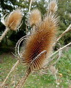 22nd Oct 2019 - Teasel blown by the wind