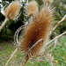 Teasel blown by the wind by busylady