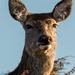 red deer doe  by shepherdmanswife