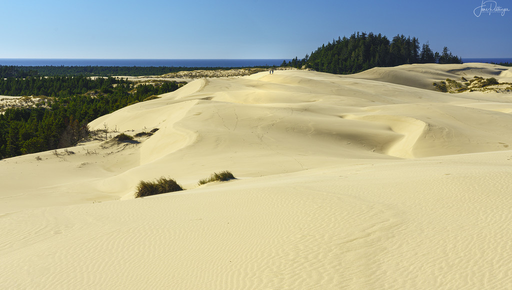 Oregon's Dunes by jgpittenger