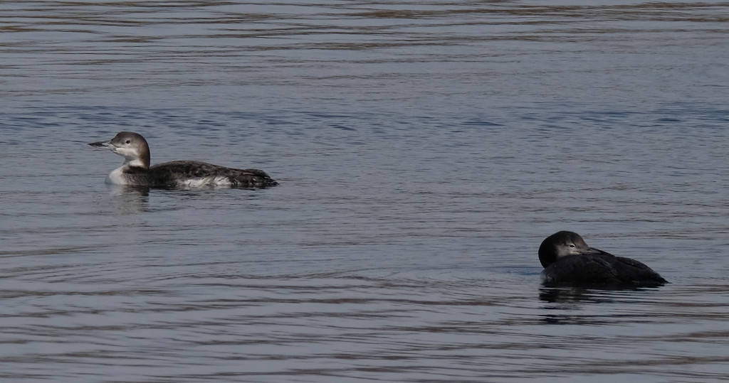 Juvenile Loons by tosee