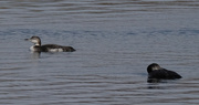 30th Oct 2019 - Juvenile Loons
