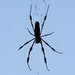Halloween Spider Silhouette! by rickster549