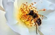1st Nov 2019 - A Bee enjoying my Rose