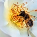 A Bee enjoying my Rose by ludwigsdiana
