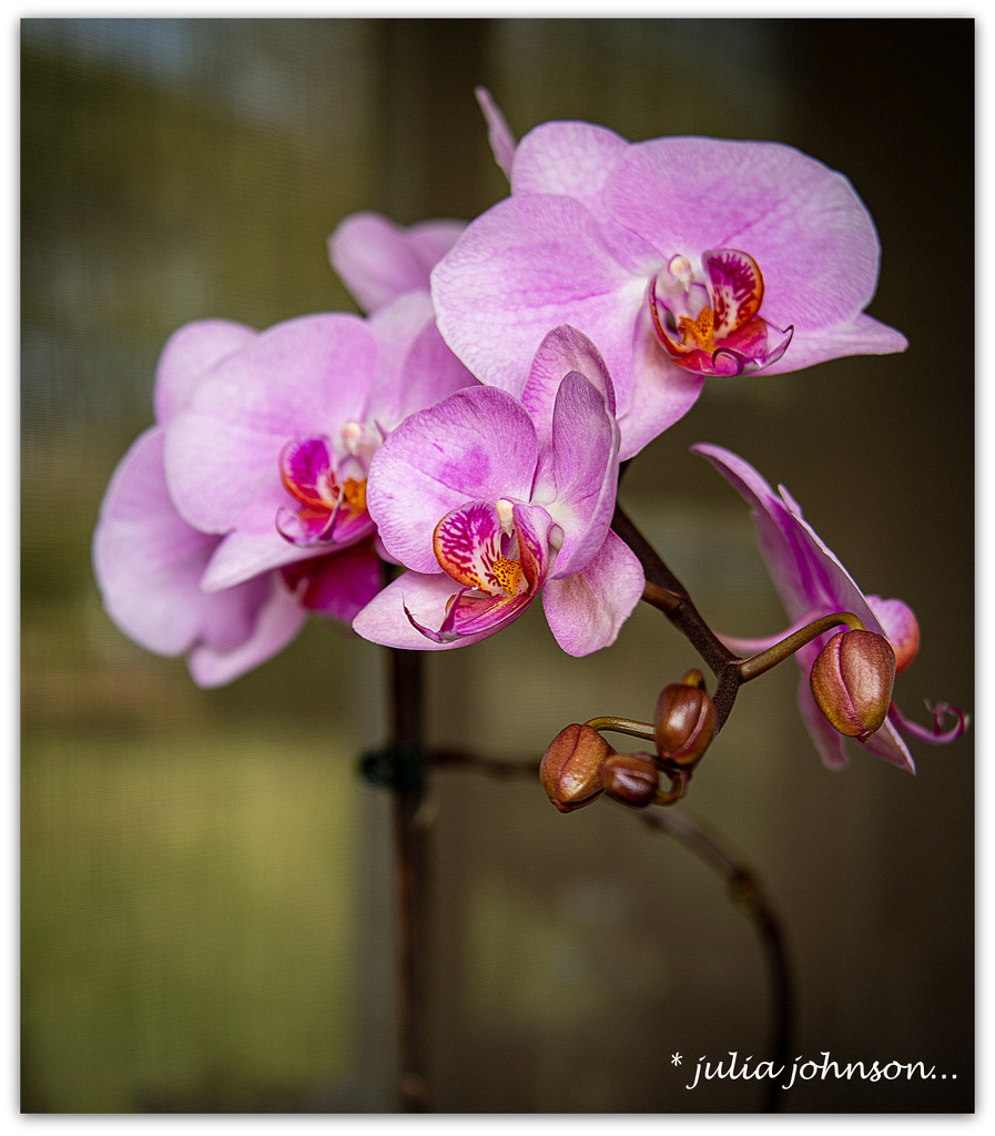 Moth Orchid .. by julzmaioro