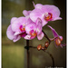 Moth Orchid .. by julzmaioro