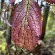 1st Nov 2019 - Water droplet