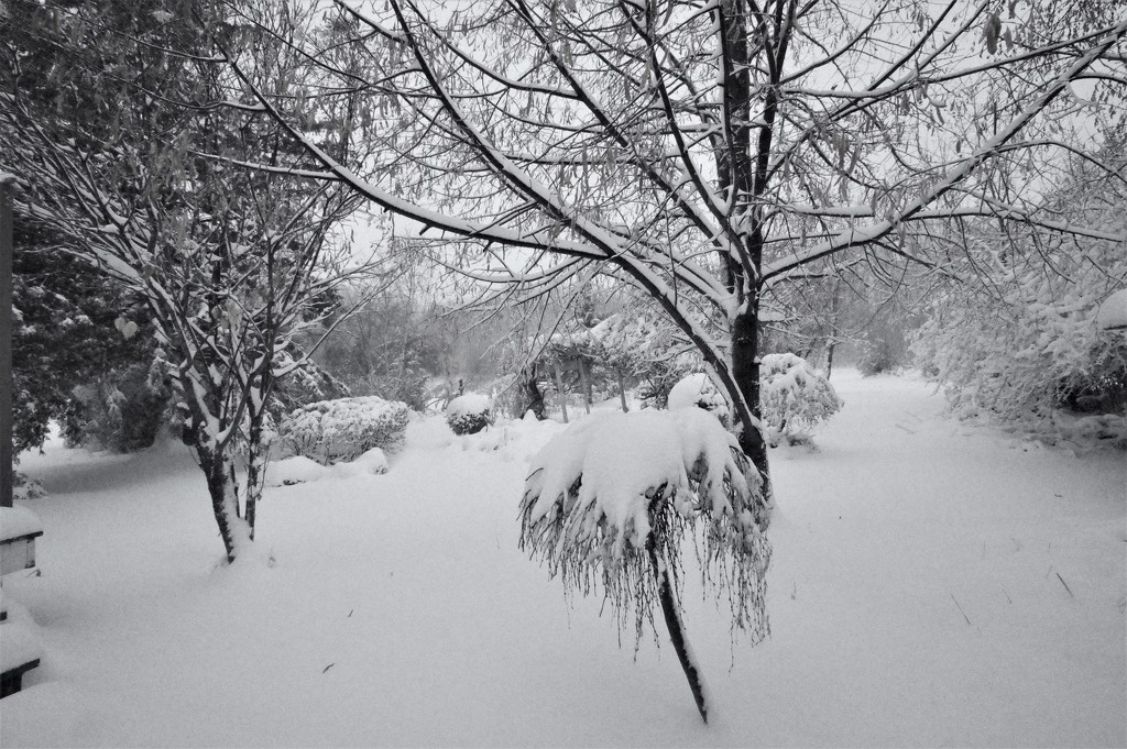 20 cm(8") of Snow Overnight! by radiogirl