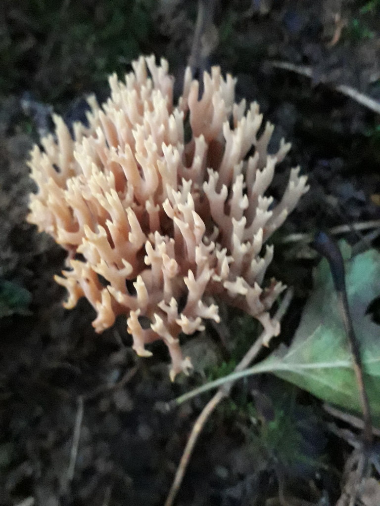 Coral Fungus by fbailey