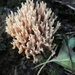 Coral Fungus by fbailey