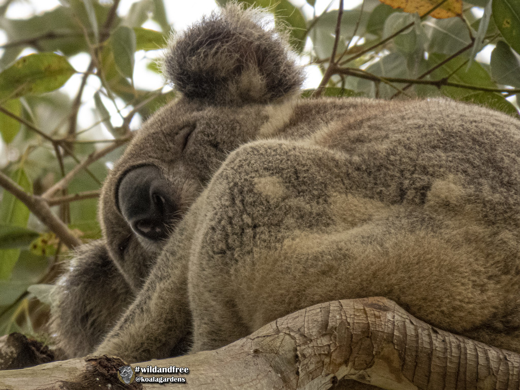 one eye on you by koalagardens