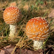 1st Nov 2019 - Some lovely mushrooms 